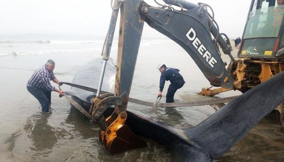 Chile intentó salvarla pero fue en vano: Muere ballena varada en playa de Coquimbo. (EFE)