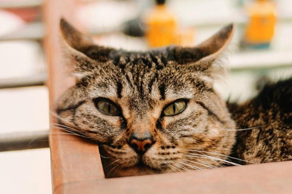 A continuación algunos de los errores más frecuentes entre quienes conviven con gatos y los hábitos que deberías cambiar si no quieres estropear la convivencia con los mininos. (Foto: sandi_flor_ - Instagram)