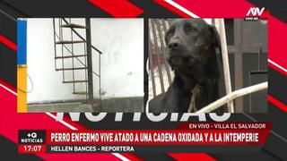 Maltrato animal: denuncian que perro vive atado y en condiciones deplorables en Villa El Salvador
