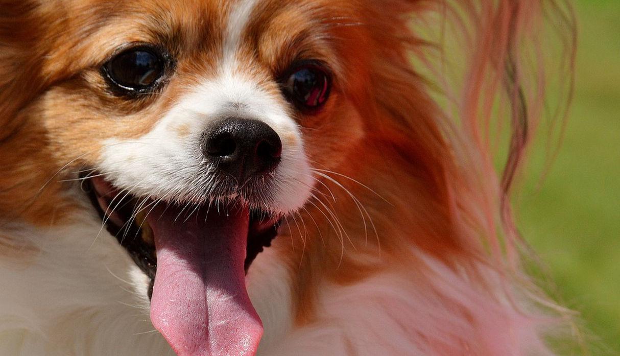 El can ha dejado boquiabiertos a un gran número de cibernautas de YouTube. (Pixabay / Alexas_Fotos)