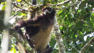 El mono ‘maquisapa’ que está desapareciendo en los bosques de Perú