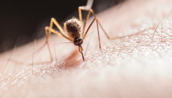 El zancudo transmisor del dengue ha sido motivo de preocupación para la salud pública en los últimos años.