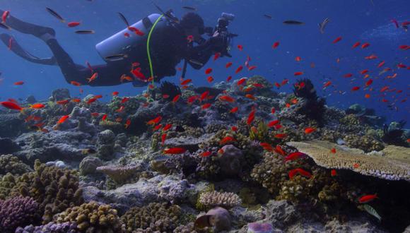 Richard Vevers muestra la decoloración del ecosistema de arrecifes en el documental “En busca del coral” (2018). (Foto: Netflix)