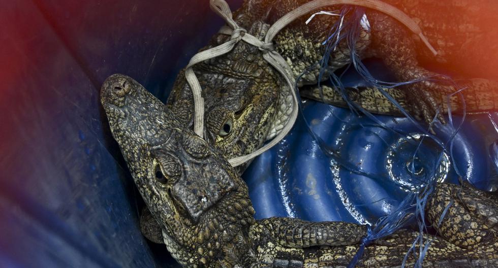 The Little Hell |  Alligators, raccoons and foxes: What the Guatemalan police discovered on the Canadian Maximum Security Center, in Escuintla |  Crocodiles |  Bernardo Arevalo |  WORLD