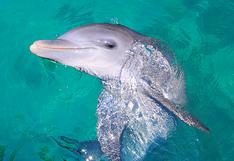 Indignantes imágenes registran la muerte de un bebé delfín