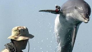 Ucrania: tres delfines con instrucción militar huyeron buscando hembras