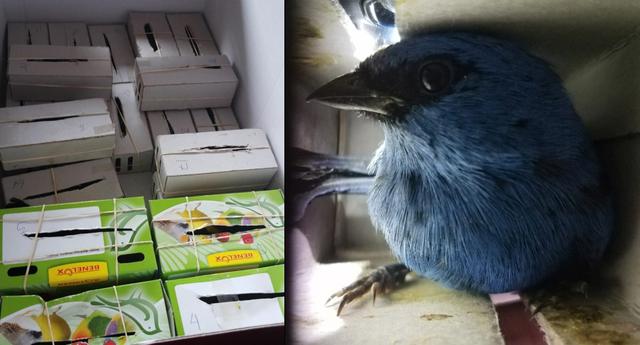 Un ciudadano belga fue detenido en el aeropuerto Jorge Chávez cuando pretendía sacar del país a 20 aves silvestres peruanas. (Foto: Difusión)