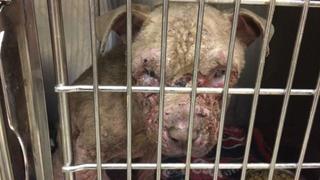 Facebook: mensaje permitió rescatar a perro mal herido en EEUU