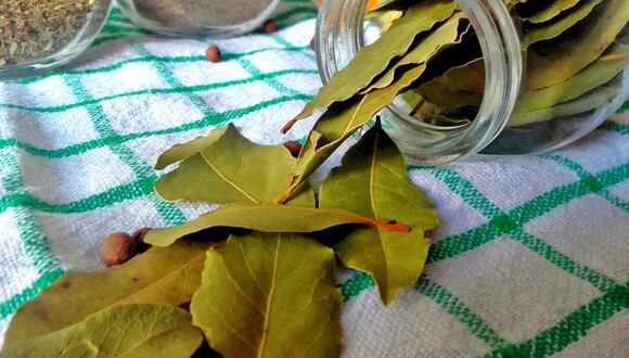 TRUCOS CASEROS | Conoce por qué deberías poner hojas de laurel debajo de tu almohada. (Foto: Andżelika / Pixabay)