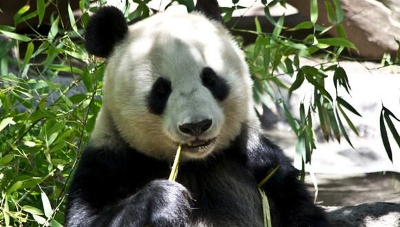 Los pandas están catalogados como una especie vulnerable. (Referencial - Pixabay)