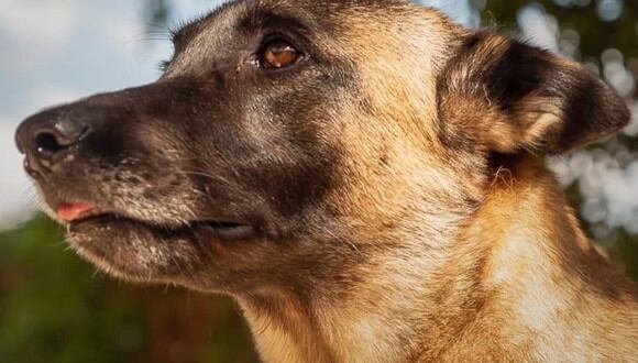 El perro de raza Pastor Belga Malinois es el más inteligente. (Foto: protemalaga/Twitter)