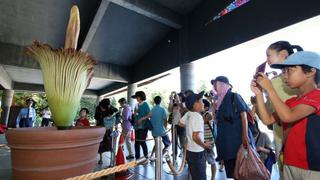 Parque botánico japonés exhibe la flor más grande del mundo