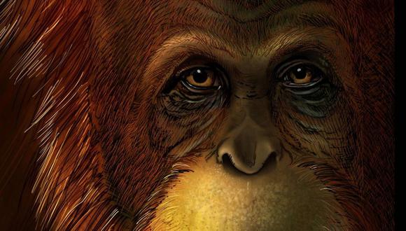 El 'Gigantopithecus blacki' se extinguió hace unos 300.000 años. (Foto: IKUMI KAYAMA/REUTERS)