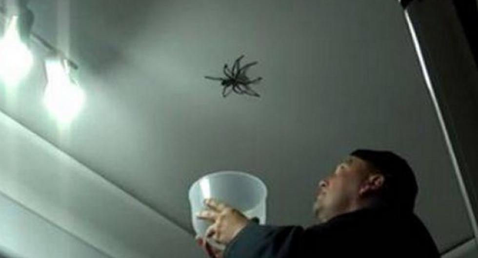 Si es que le tienes fobia a las arañas, mejor no mires el video. (Foto: Captura)