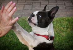 WUF: ¿Los perros tocan con sus patas a sus dueños para expresarles su amor?