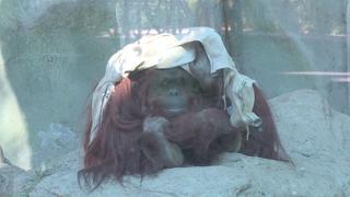 Justicia argentina decide esta semana suerte de orangután