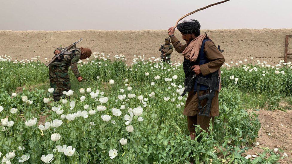 Despite the Taliban ban on opium poppy and the destruction of crops, Afghanistan meets 80% of the world's demand for heroin.  (GETTY IMAGES).