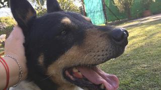 Toto, el perro que lleva esperando a su dueño en el lugar donde murió