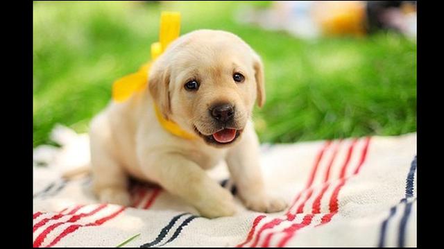 ¿Sabes qué significa un perro con un listón amarillo? - 1