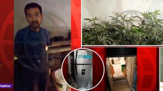 Descubren laboratorio clandestino de marihuana en Ventanilla