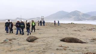 Áncash: hallan 11 lobos marinos muertos en playa de Nuevo Chimbote