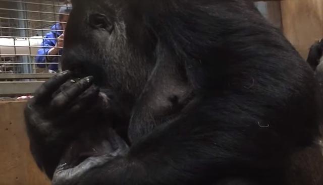 La mamá gorila se preocupó por brindarle calor corporal. (YouTube: Smithsonian's National Zoo)