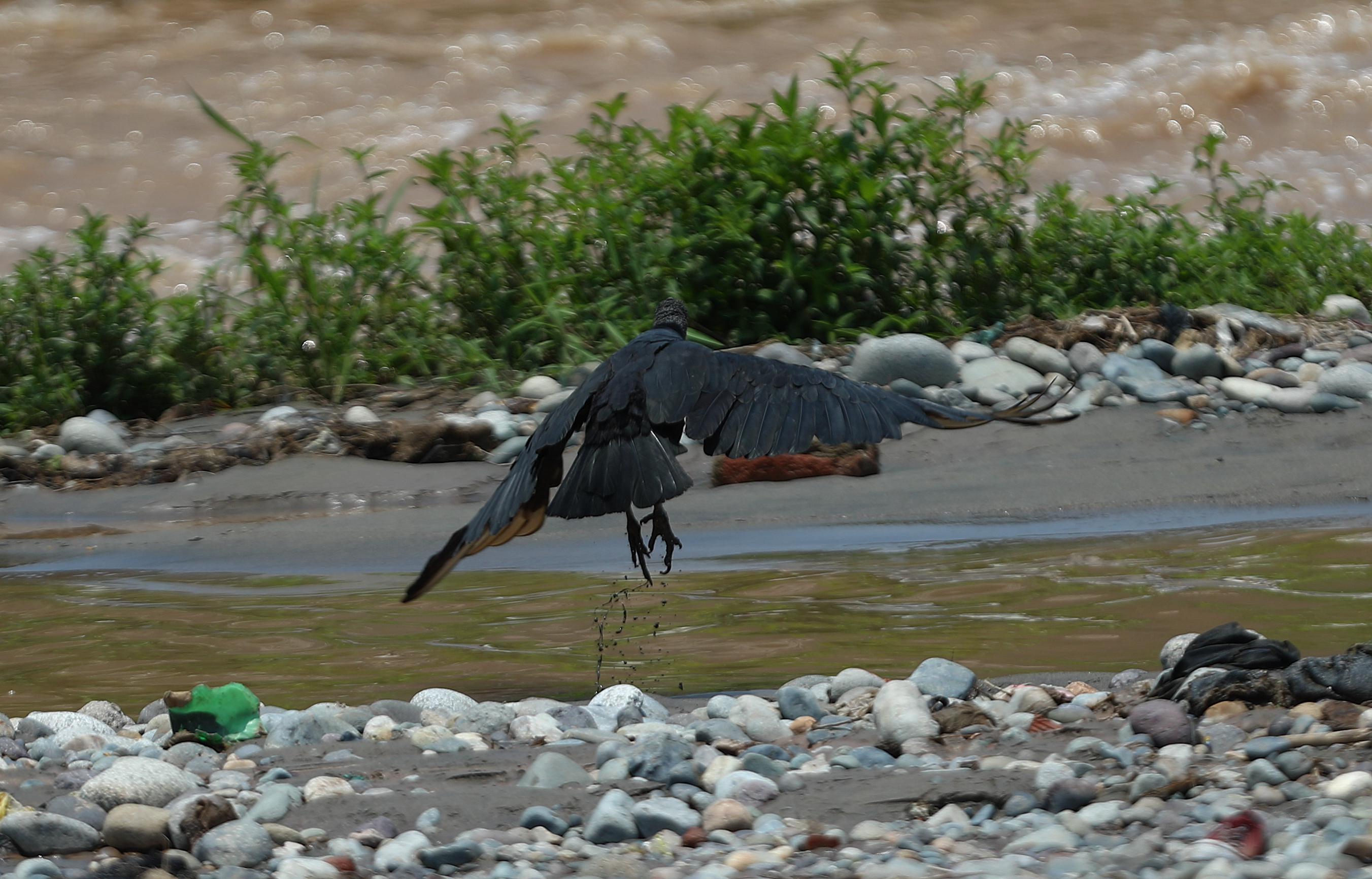 Durante el día los gallinazos se toman varios descansos. Este individuo anduvo por el río Rímac brincando entre las piedritas (Foto: Alessandro Currarino/El Comercio).