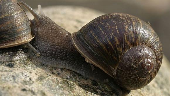 La Universidad de Nottingham inició una campaña para encontrarle una pareja a este caracol 'zurdo'.