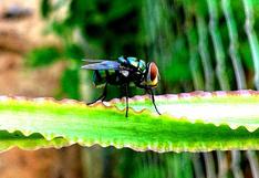 Descubren moscas que "roban" el alimento a las plantas carnívoras