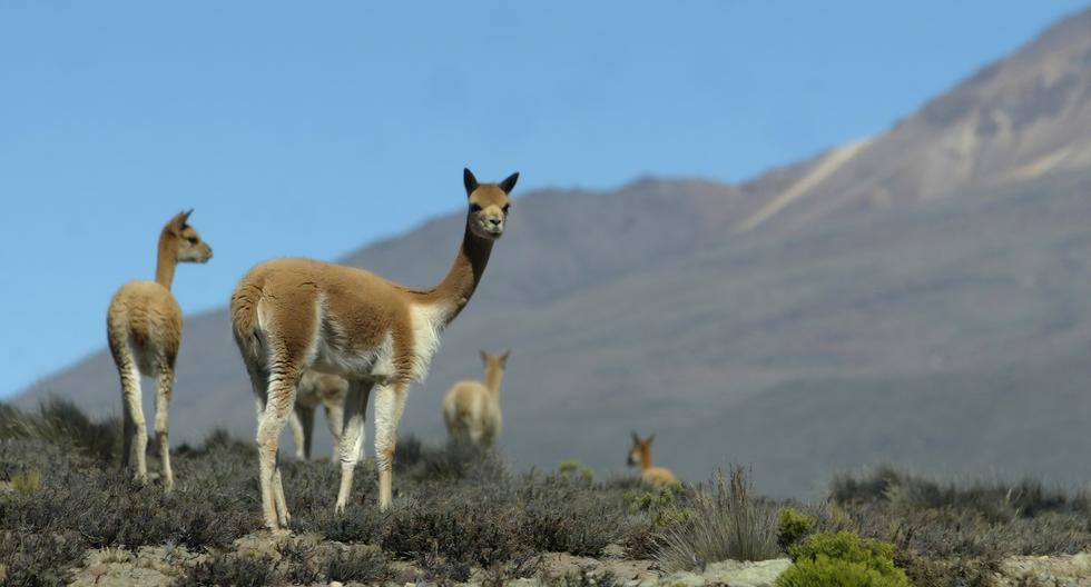 Dentro de la Reserva Aguada Blanca y Salinas, podrá apreciar vicuñas, guanacos y flamencos. (Foto: Antonio Escalante/ El Comercio)