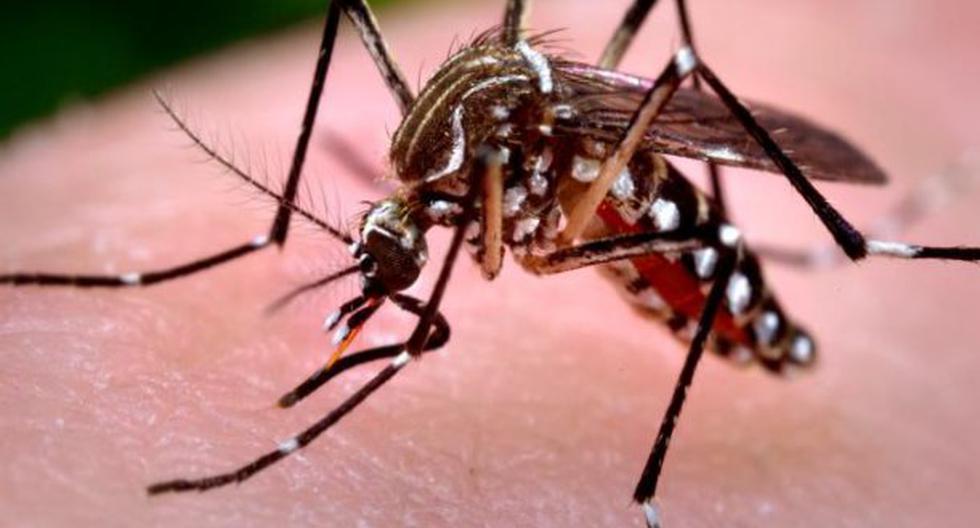 Hay medidas que ayudan a prevenir el virus de Chikungunya. (Foto: educacionenred.pe)