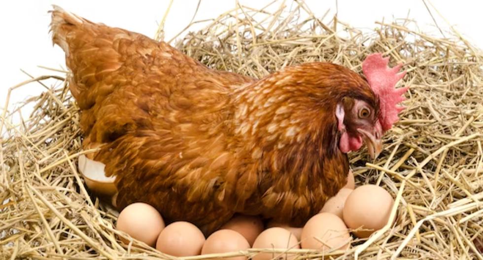 Which came first, the chicken or the egg?: Scientists who have unleashed a controversy by ending the debate |  Answers