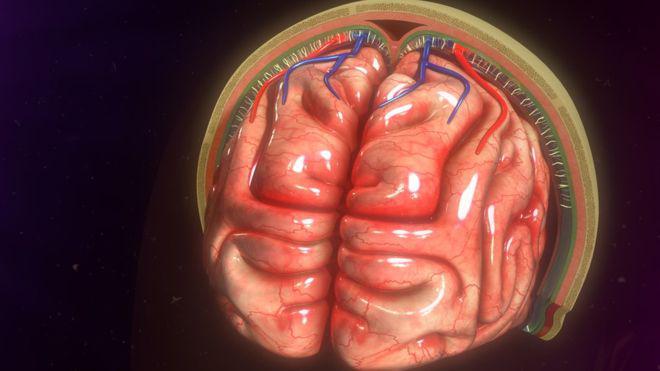 Los científicos se "toparon" con los nuevos vasos en el cerebro. (Foto: Getty)