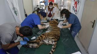 Evacúan a animales afectados por la guerra de un zoológico de Alepo [FOTOS]