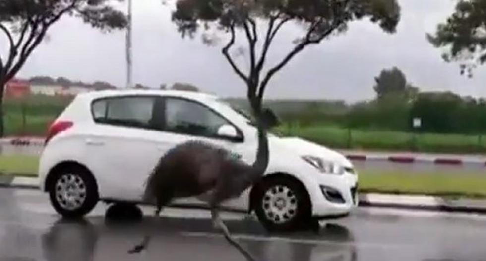 Un singular emú improvisa una carrera con autos. (Foto: Captura)