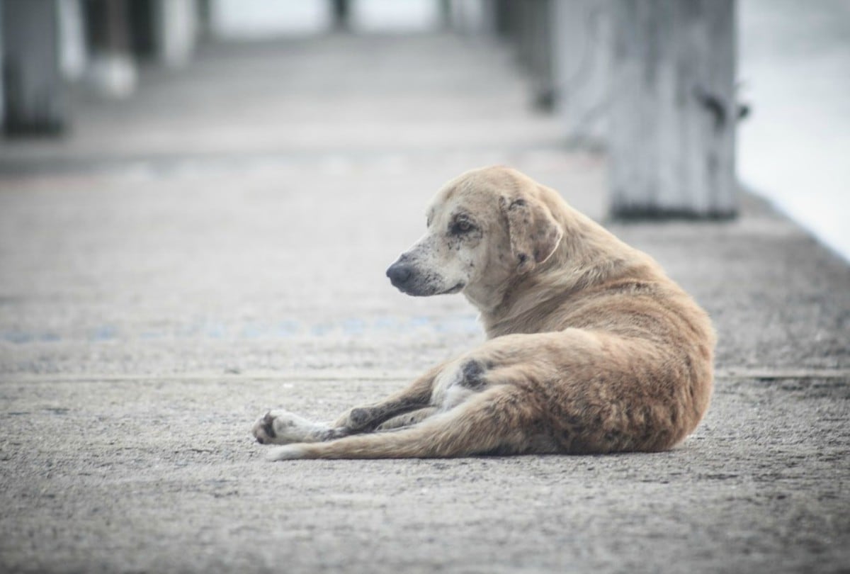 Una cámara de seguridad registró el preciso instante en que un perro discapacitado es abandonado; sin embargo, la historia tuvo final feliz. (Foto: Referencial/Pixabay)