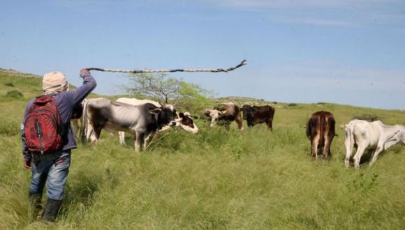 Minagri: Sector agropecuario creció 1,8% en primer bimestre