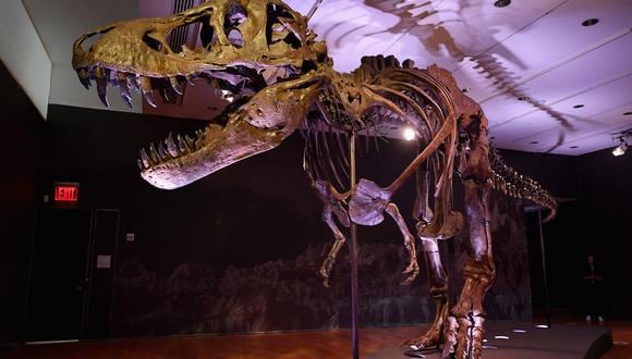 Un esqueleto de Tyrannosaurus rex (T-Rex), llamado STAN, se exhibe durante una vista previa para la prensa en el Christie's Rockefeller Center en la ciudad de Nueva York. (Foto: Angela Weiss / AFP)