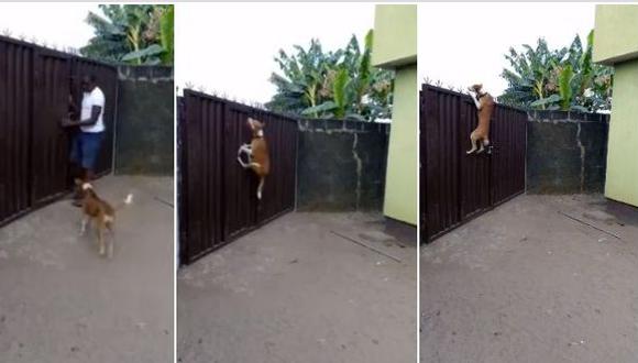 Las imágenes de un can, mientras salta un portón bastante alto, han impactado en las redes sociales. El video su publicó en Facebook y tiene más de 11 millones de vistas. (Foto: captura de video)