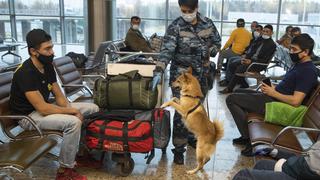 Los “perros chacales” que aprenden a detectar el coronavirus en los aeropuertos de Rusia | FOTOS