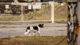 Los perros de Chernóbil: un tour virtual por la zona de exclusión ucraniana