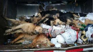 Una docena de perros fueron envenenados en Punta Hermosa