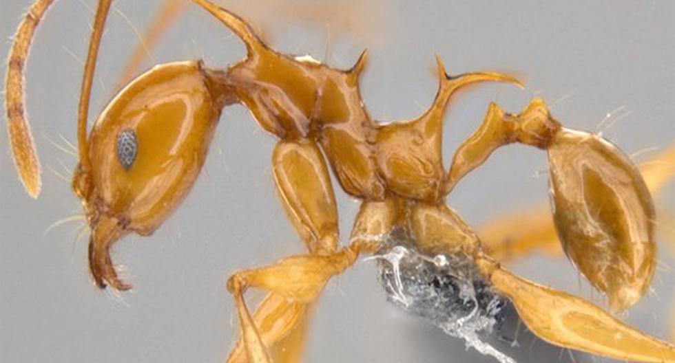 Los científicos que descubrieron esta nueva y aterradora especie de hormiga se inspiraron en Game of Thrones para bautizarla. (Foto: Okinawa Institute of Science and Technology)
