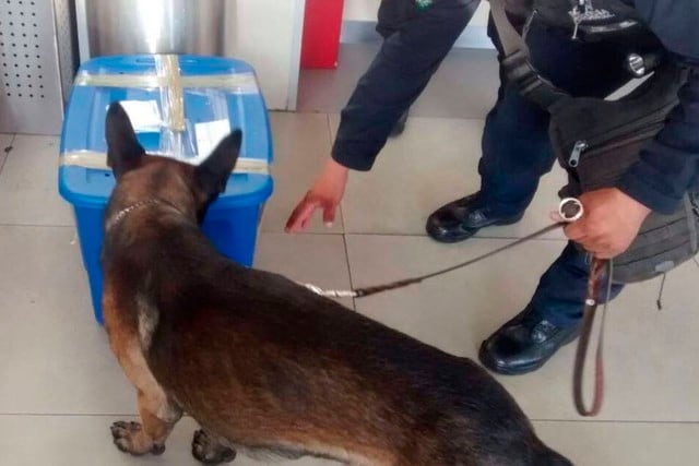 El perro pastor alemán detectó algo extraño en una mercancía. | Foto: Policía Federal de México/Facebook