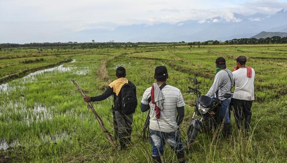 Hombres indígenas miran un arrozal de una propiedad ocupada en Corinto, departamento de Cauca, Colombia, el 29 de agosto de 2022. (Foto de Joaquín SARMIENTO / AFP)