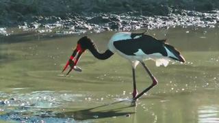 YouTube: águila roba comida a cigüeña en increíble video
