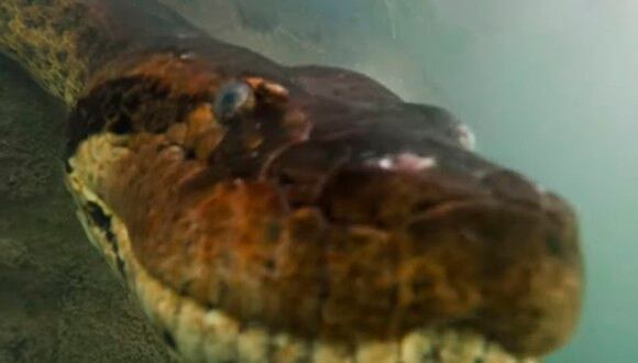 Así fue como esta anaconda gigante se apareció de la nada mientras el buzo nadaba sin problema alguno. (Foto: Youtube Viral)