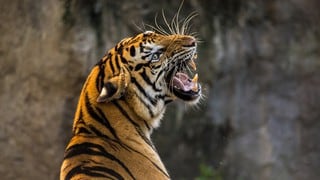 Turistas pasan terrible momento al ver que una tigresa enfurecida los perseguía muy de cerca