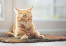 ¿Tu gato sufre de estrés? 4 cosas que debes evitar hacer