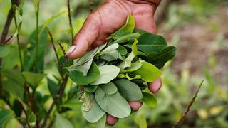 Cultivo de coca en Colombia alcanza máximo histórico